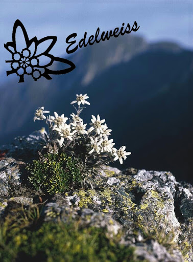 Edelweiss Estética